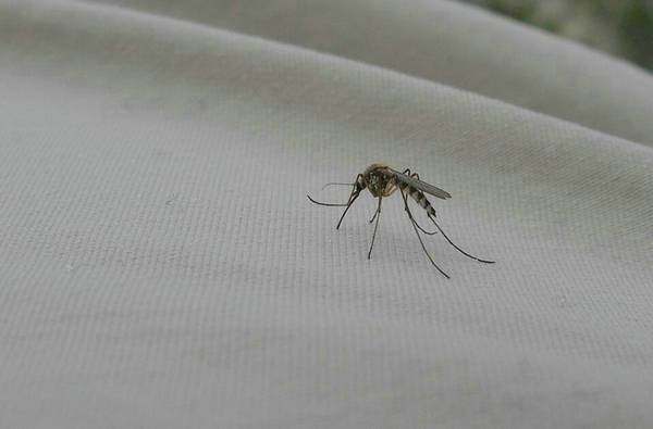 怎样驱蚊子最有效