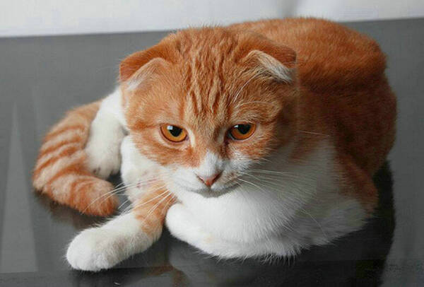 怎么知道猫要生了