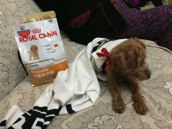 自制狗粮配方