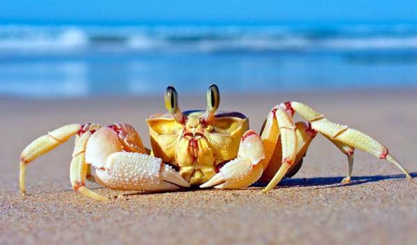 螃蟹怎么分辨公母