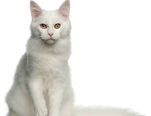 猫为什么要割蛋