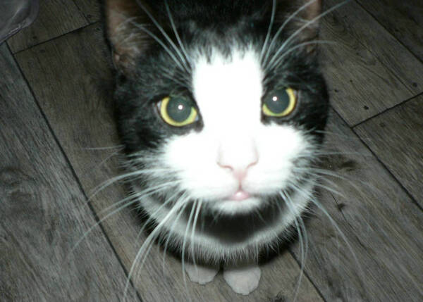 怎么陪猫玩