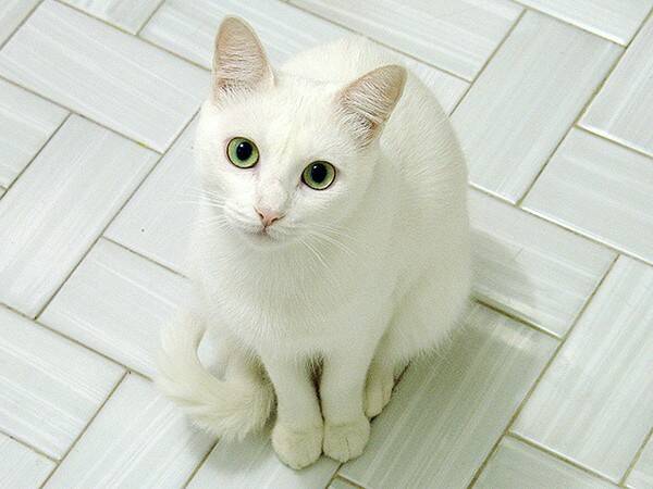 猫猫吐了是什么原因