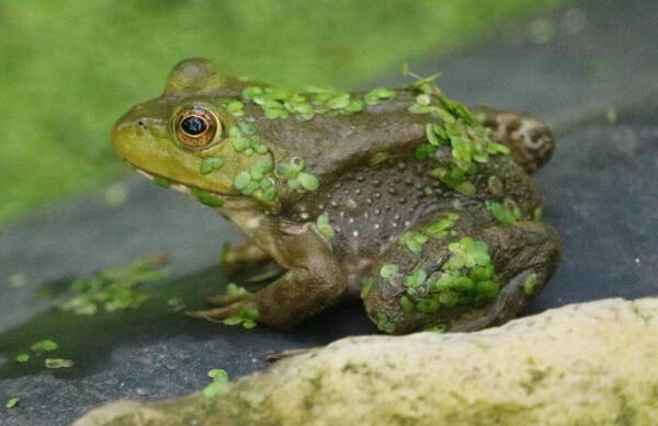 青蛙能辨别几种颜色