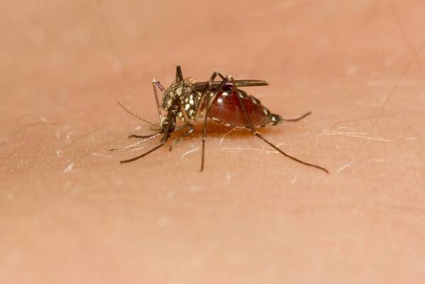 家里蚊子多的原因