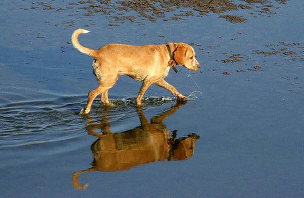 狗的狂犬疫苗多久打一次