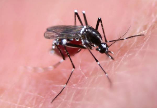 怎样防蚊子最有效的方法