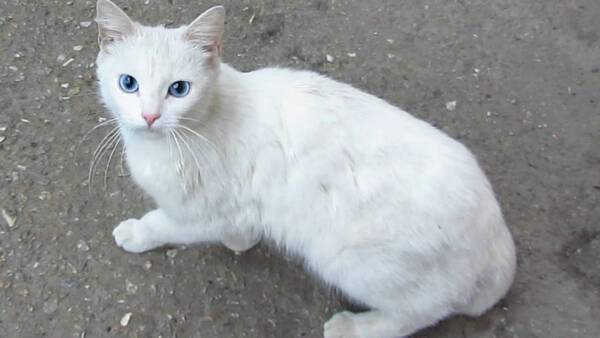 小猫有眼屎