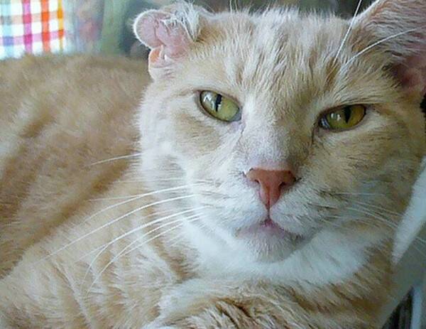猫咪疫苗一共要打几针