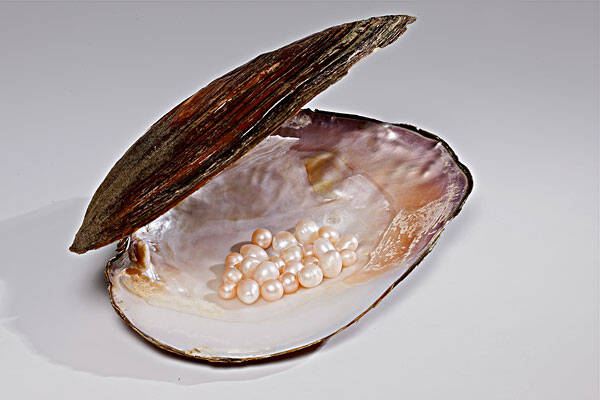 珍珠蚌要养几年出珍珠