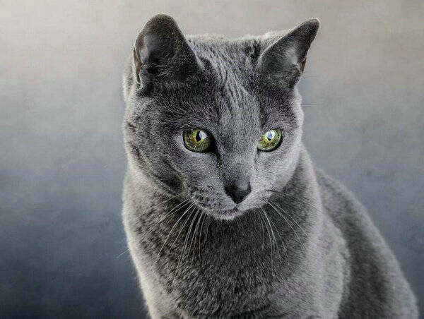 猫咪不爱吃猫粮怎么办