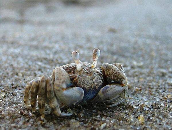 小螃蟹吃什么食物