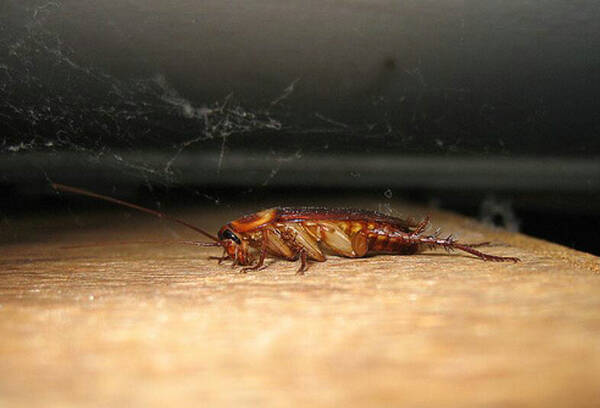 蟑螂会爬到床上吗
