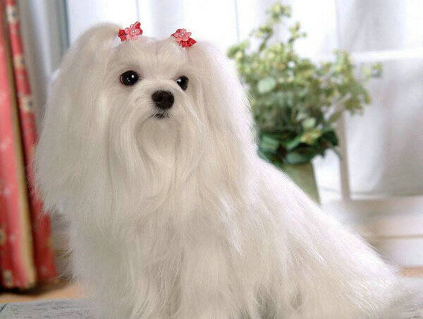 什么样的狗咬人会得狂犬病
