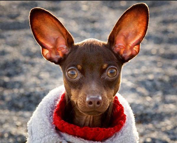 女生为什么不能养鹿犬