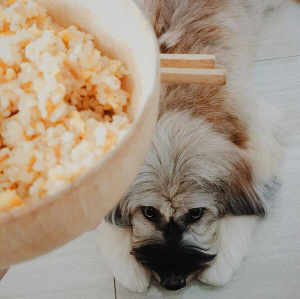 狗可以吃米饭吗