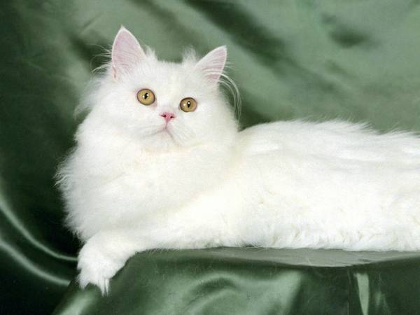 小猫多大打疫苗