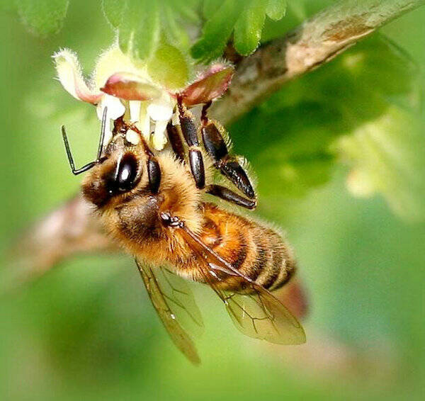 蜜蜂从卵到蜂需要几天