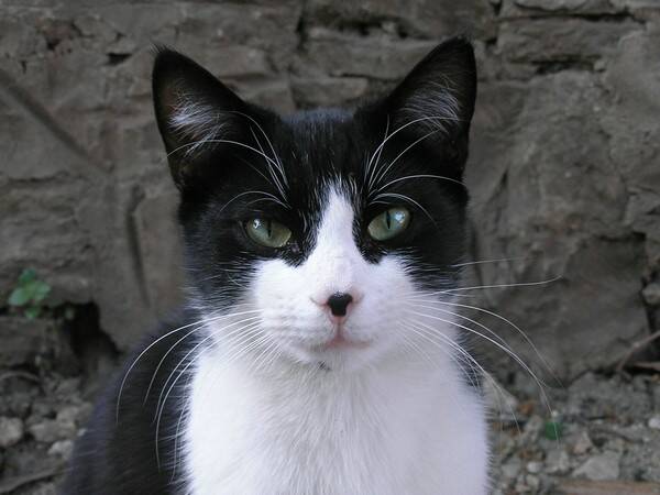 野猫能养吗