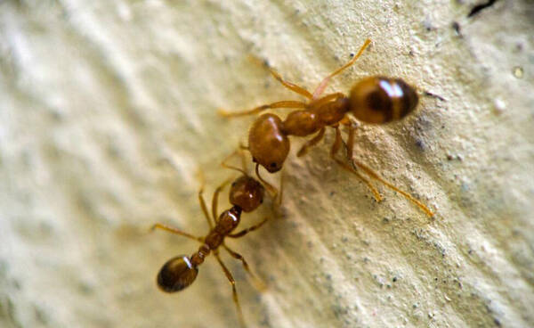 家里有小蚂蚁怎么回事