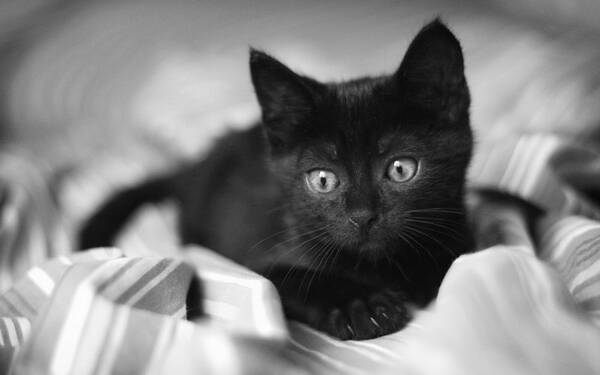 如何处理不想养的猫