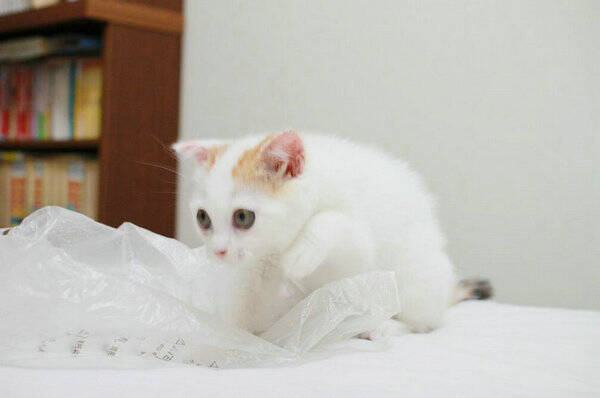 小猫肚子鼓鼓的