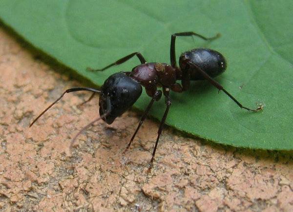 蚂蚁寿命有多久