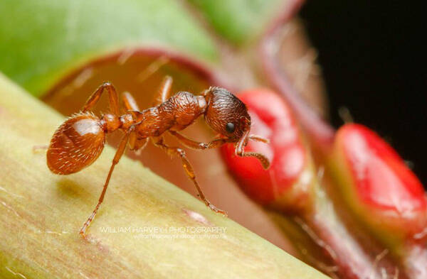 家里有蚂蚁怎么办能除根