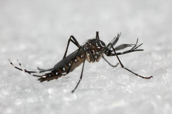 如何快速找出并消灭房间里的所有蚊子?