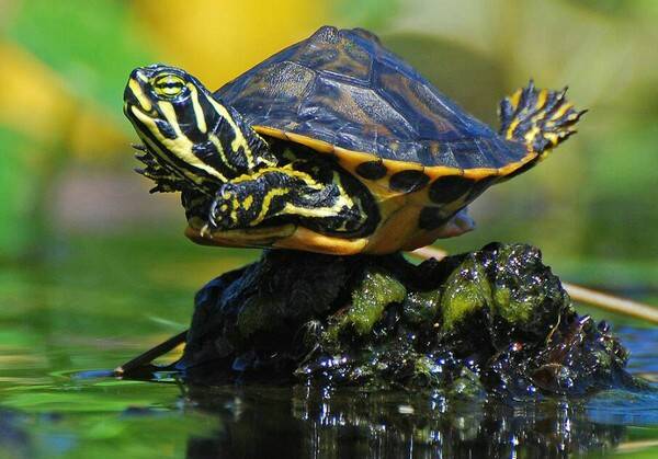 黄耳龟得在深水里养吗