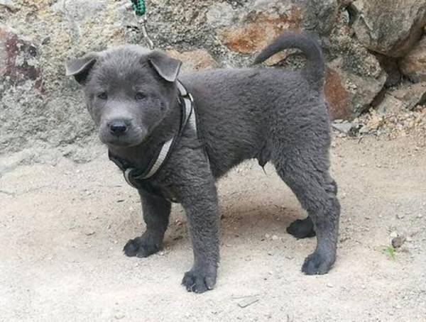 土狗什么尾巴是极品