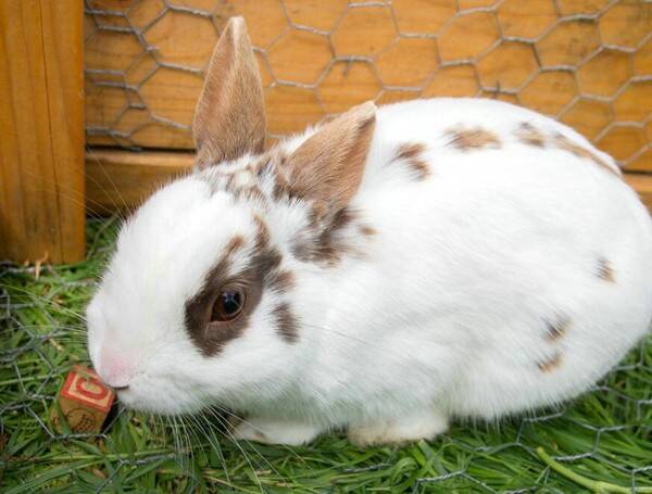 兔子的耳朵能分辨公母