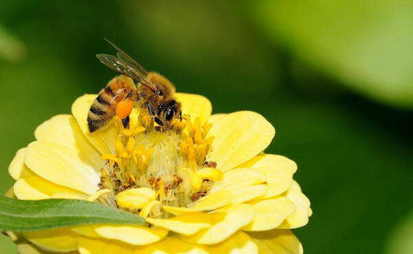 关于蜜蜂的知识有哪些
