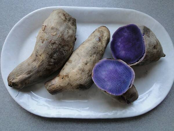 狗能吃紫薯吗