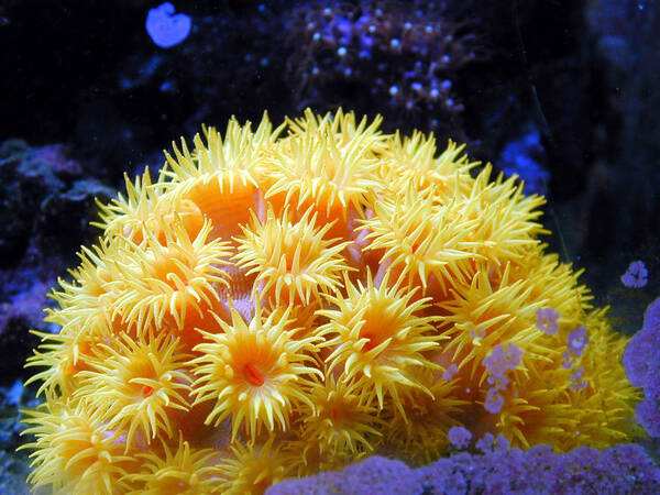 珊瑚是动物吗