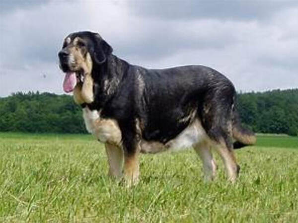 最大的狗体重约是多少千克
