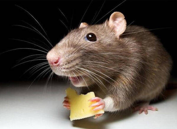 老鼠咬人有什么预兆