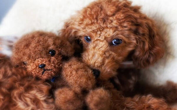 泰迪犬养多久才认主人