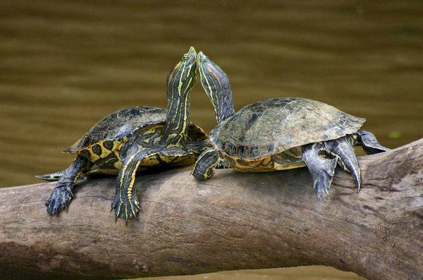 大乌龟和小乌龟可以一起养吗