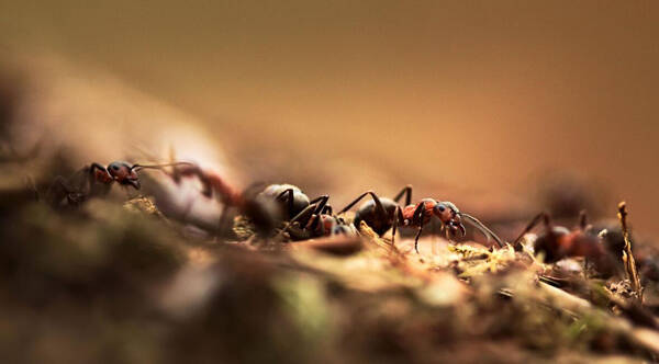 家有蚂蚁什么预兆