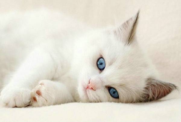 猫不吃猫粮怎么办
