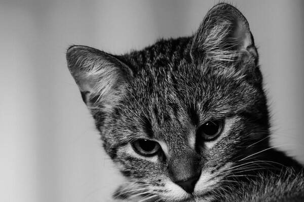 猫咪为什么咬人