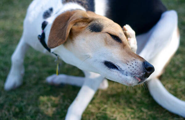 cpv是犬瘟还是细小