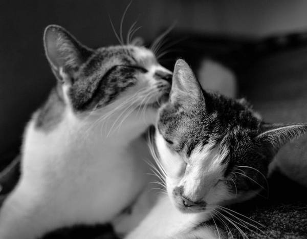 猫鼻支传染人吗