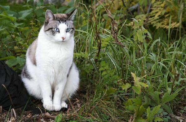 猫咪突然不活泼了