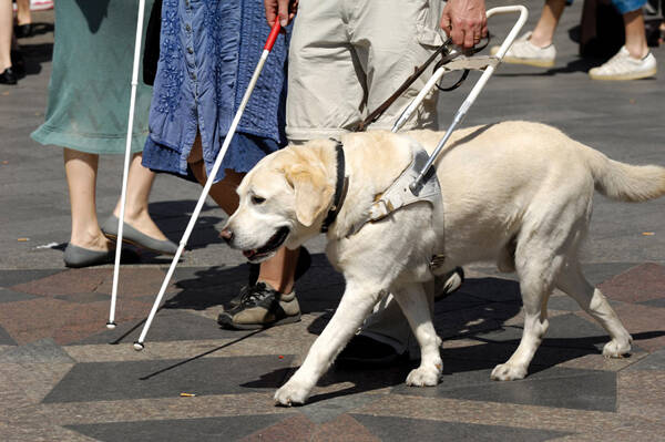 导盲犬为什么不能摸