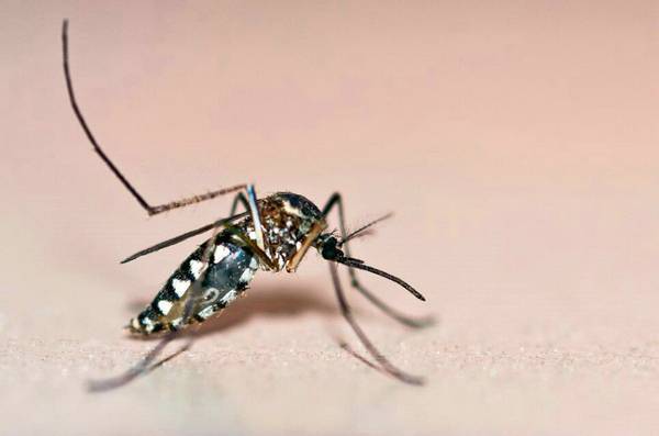 蚊子幼虫叫什么拼音