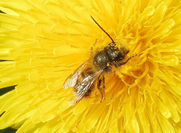 蜜蜂为什么要酿蜜