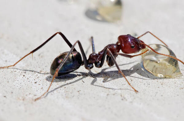 家里很多蚂蚁怎么办