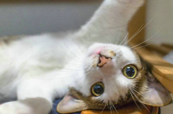 猫咪一天喂几次